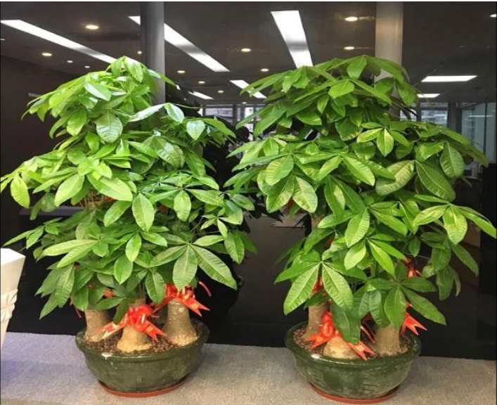 [惠州綠豐園林]發(fā)財(cái)樹(shù)如何養(yǎng)護(hù)長(zhǎng)得旺？